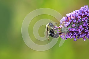 Bee collecting pollen at flowers
