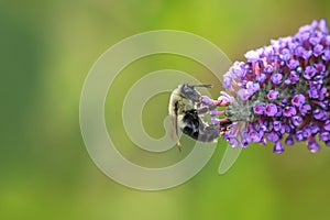Bee collecting pollen at flowers photo