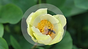 Bee collecting pollen on Golden Peony flower, in mild spring breeze, 4K