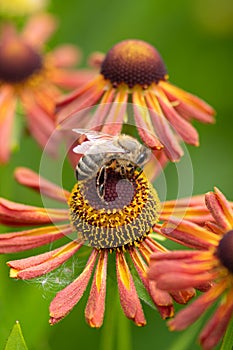 Bee collecting pollen from a Helenium flowers