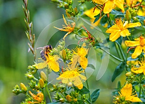 Bee collecting pollen on a herb, saint john wort,