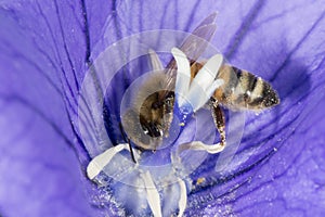 Bee collecting pollen inside a flower