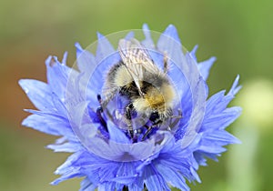 Bee Collecting Pollen macro