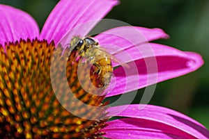 Bee collecting pollen macro image