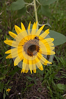 A bee collecting pollen or nectar from a sunflower