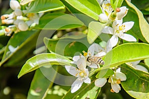 Bee collecting pollen from an orange tree flower