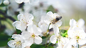 Bee collecting pollen from pear blossom