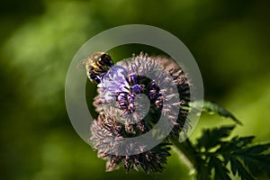 A bee collecting pollen from phacelia.