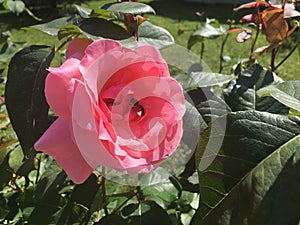 Bee collecting pollen from a pink rose