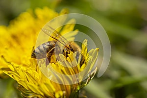 Bee collecting pollen and pollinating meadow flowers