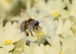 Bee collecting pollen on primerose