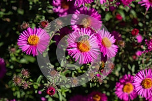 Bee collecting pollen on purple chrysanthemum