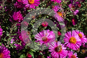 Bee collecting pollen on purple chrysanthemum