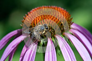 Bee collecting pollen on purple echinacea flower. Close-up