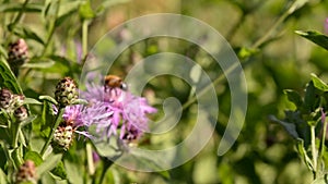 Bee collecting pollen from purple flowers. Anthophila flying from flower to flower during the summer