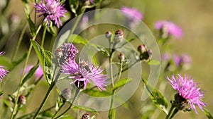 Bee collecting pollen from purple flowers. Anthophila flying from flower to flower during the summer