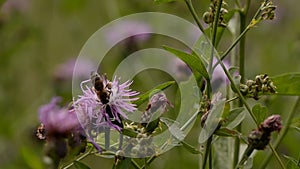 Bee collecting pollen from purple flowers. Anthophila flying from flower to flower during the summer