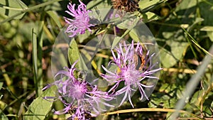 Bee collecting pollen from purple flowers. Anthophila flying from flower to flower during the summer