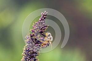 Bee collecting pollen on purple flowers of bastard indigo-bush