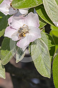 A bee collecting pollen from a quince flower. bees on a flowering quince. close up bumble bee on pink cosmos flower