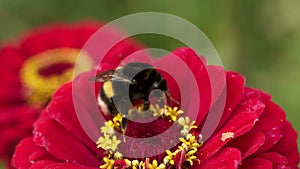 Bee Collecting Pollen in Red Flower close up during pollination time. Macro