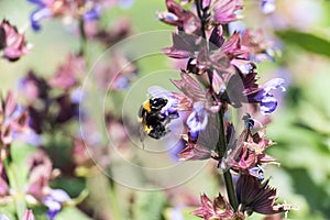 Bee collecting pollen on sage bloom