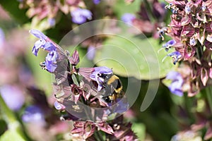 Bee collecting pollen on sage bloom