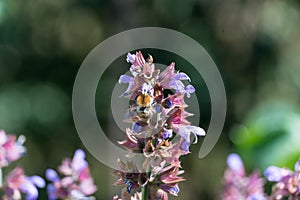 Bee collecting pollen on sage bloom