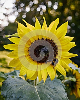 Bee collecting pollen on Sunflower