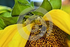 A bee collecting pollen from a sunflower. Macro photo of a bee collecting sunflower`s pollen.