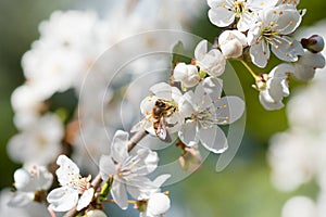 Bee collecting pollen on white blossom of a pear tree