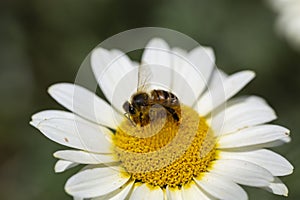 Bee collecting pollen on a white daisy flower