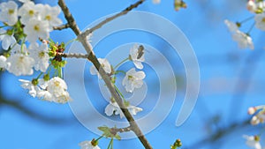 Bee Collecting Pollen On White Flowers Of Cherry Of Prunus Avium. Spring Background. Close up.