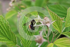 Bee collecting pollen