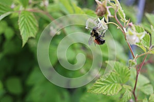Bee collecting pollen
