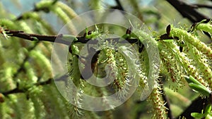 A bee collecting pollen on a willow