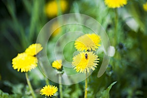 Bee collecting pollen on a yellow dandelion flower, floral close up