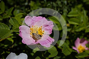 Bee collecting polloen from a Rosa canina Dog Rose Flower