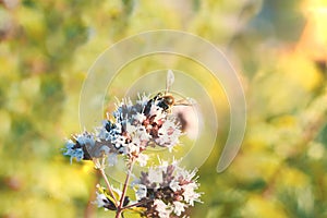 Bee collecting some pollen from a white flower in a meadow. Summer pollination concept with empty copy space