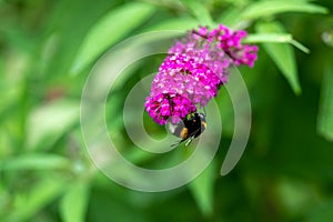 Bee sitting on flowering pink butterflybush - Buddleja davidii - in garden. photo