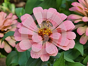 Bee collectiong nectar from a pink Zinnia bloom