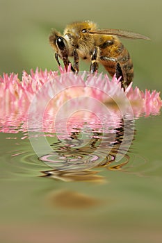 Bee collects flower nectar photo