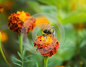 Bee collects flower nectar of marigold