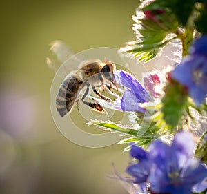 A bee collects honey on blue flowers