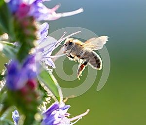 A bee collects honey on blue flowers