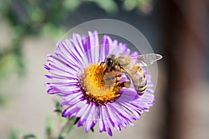 The bee collects honey and pollinates the flower