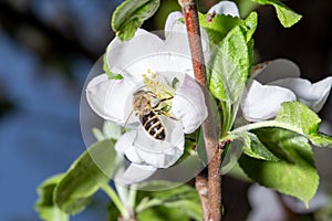 A bee collects nectar from an apple tree flower