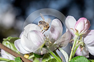 A bee collects nectar from an apple tree flower