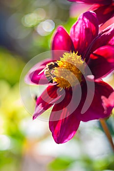 Bee collects nectar at beautiful flower dahlias. Abstract background. Space in background for copy, text, your words