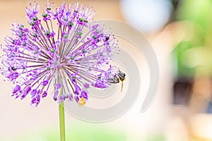 A bee collects nectar from a beautiful wild onion flower in the summer afternoon
